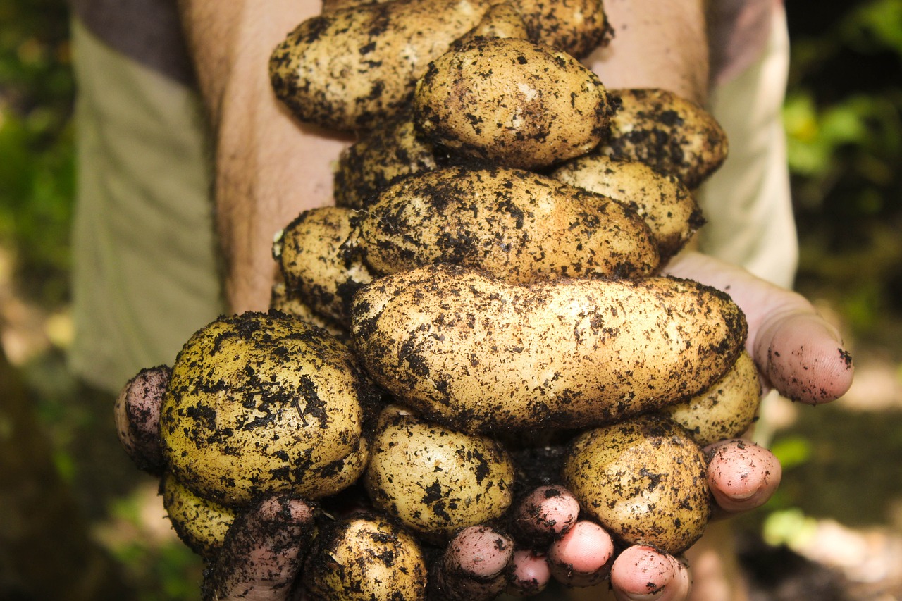 How to Create a DIY Organic Vegetable Garden